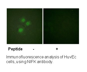 Product image for NIFK (Ab-234) Antibody