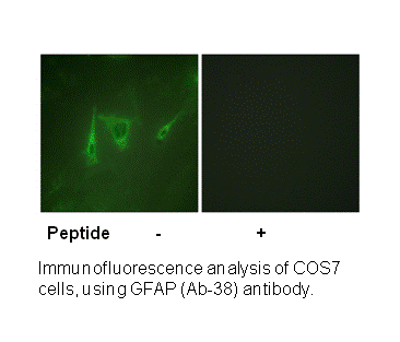 Product image for GFAP (Ab-38) Antibody