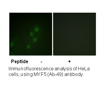 Product image for MYF5 (Ab-49) Antibody