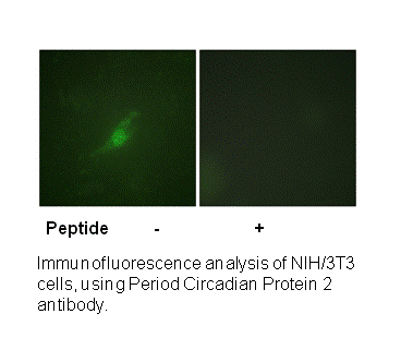 Product image for Period Circadian Protein 2 (Ab-662) Antibody
