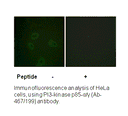 Product image for PI3-kinase p85-&alpha;/&gamma; (Ab-467/199) Antibody
