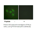 Product image for PI3-kinase p85-&alpha; (Ab-607) Antibody