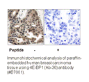 Product image for 4E-BP1 (Ab-36) Antibody
