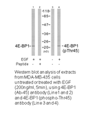 Product image for 4E-BP1 (Ab-45) Antibody