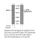 Product image for AFX (Ab-197) Antibody