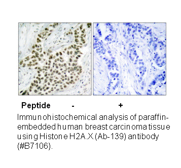 Product image for Histone H2A.X (Ab-139) Antibody