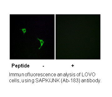 Product image for SAPK/JNK (Ab-183) Antibody