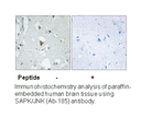 Product image for SAPK/JNK (Ab-185) Antibody