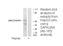 Product image for SAPK/JNK (Ab-185) Antibody