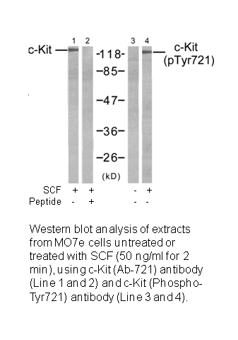 Product image for c-Kit (Ab-721) Antibody