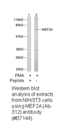 Product image for MEF2A (Ab-312) Antibody