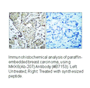 Product image for MKK3 (Ab-189) Antibody