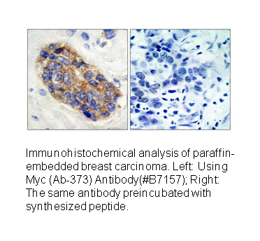 Product image for MYC (Ab-373) Antibody