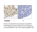 Product image for p95/NBS1 (Ab-343) Antibody
