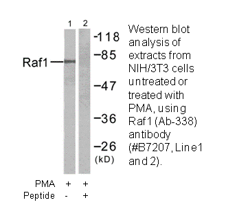 Product image for C-RAF (Ab-338) Antibody