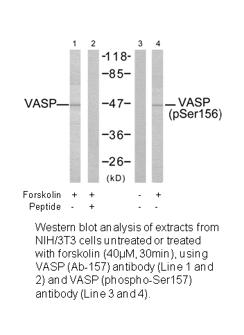 Product image for VASP (Ab-156) Antibody