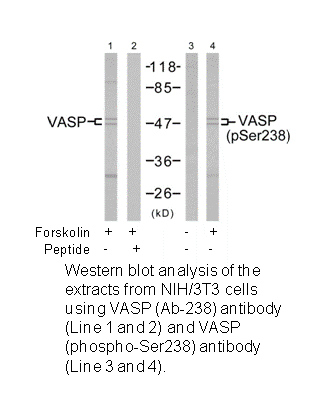 Product image for VASP (Ab-238) Antibody
