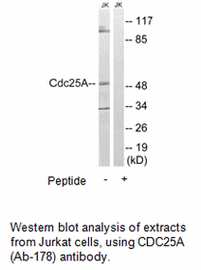Product image for CDC25A (Ab-178) Antibody