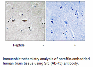 Product image for Src (Ab-75) Antibody