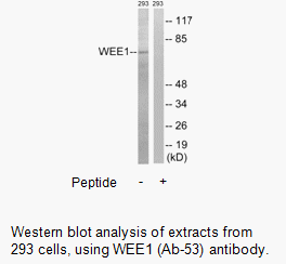 Product image for WEE1 (Ab-53) Antibody