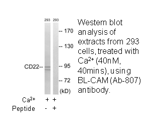 Product image for BL-CAM (Ab-807) Antibody