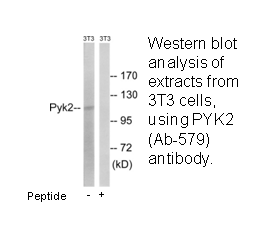 Product image for PYK2 (Ab-579) Antibody