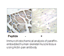 Product image for Actin-pan Antibody