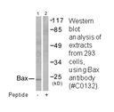 Product image for Bax Antibody