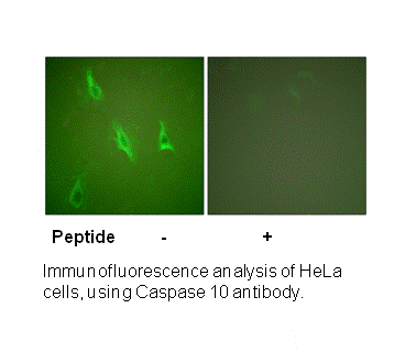 Product image for Caspase 10 Antibody