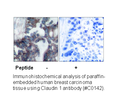 Product image for Claudin 1 Antibody