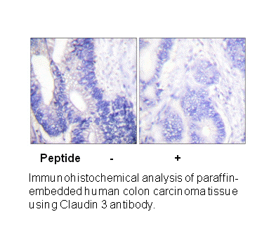 Product image for Claudin 3 Antibody