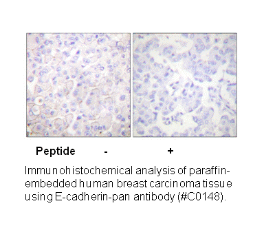 Product image for Cadherin-pan Antibody