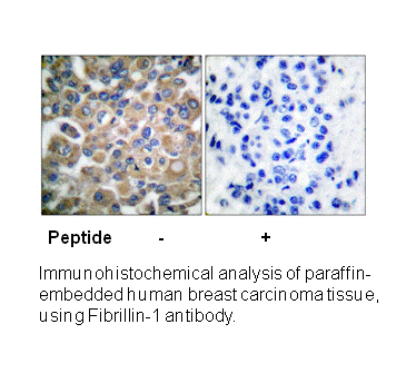 Product image for Fibrillin-1 Antibody