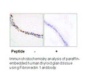 Product image for Fibronectin 1 Antibody
