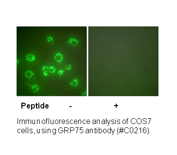 Product image for GRP75 Antibody