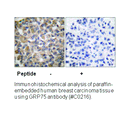 Product image for GRP75 Antibody