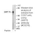 Product image for GRP75 Antibody
