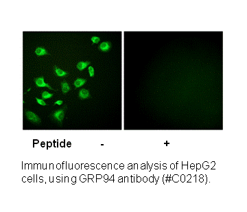 Product image for GRP94 Antibody