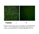 Product image for HDAC1 Antibody