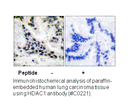 Product image for HDAC1 Antibody