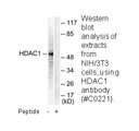 Product image for HDAC1 Antibody