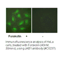 Product image for JAB1 Antibody