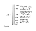 Product image for JAB1 Antibody