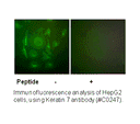 Product image for Keratin 7 Antibody