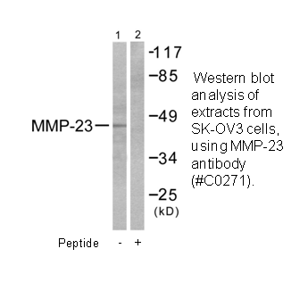 Product image for MMP-23 Antibody