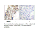 Product image for p14 ARF Antibody