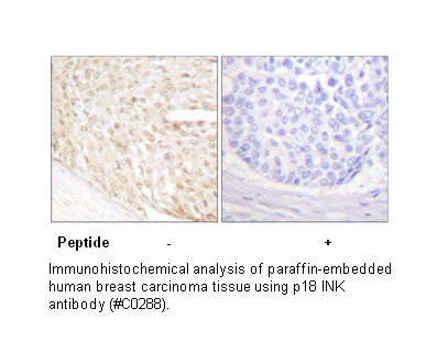 Product image for p18 INK Antibody