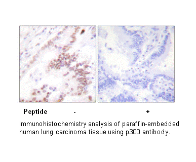 Product image for p300 Antibody
