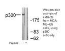 Product image for p300 Antibody