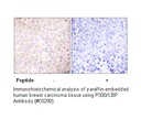 Product image for p300/CBP Antibody